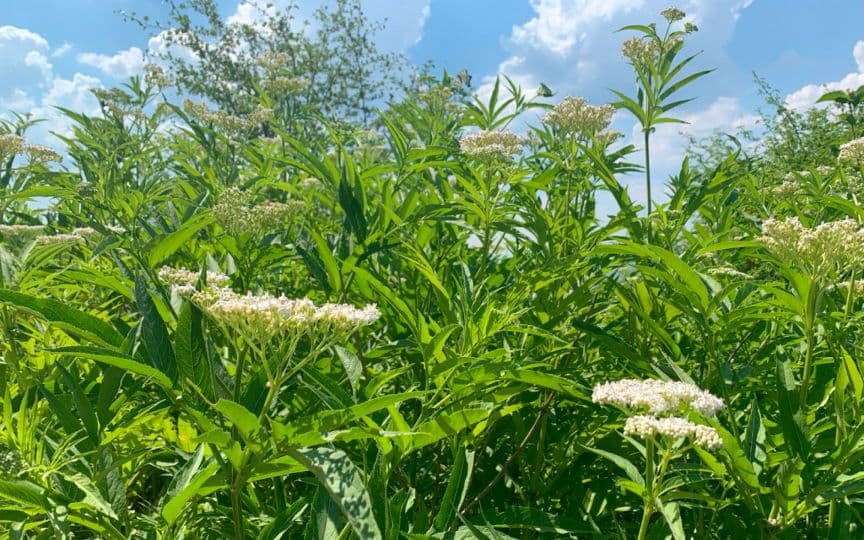 Тревист бъзак (Sambucus ebulus) в естествена среда, с високи зелени стъбла и бели съцветия под синьо небе.